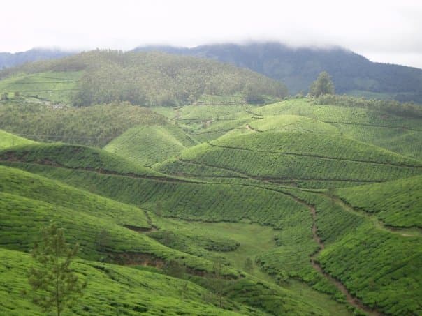 Rolling green tea plantation hills in Munnar, Kerala