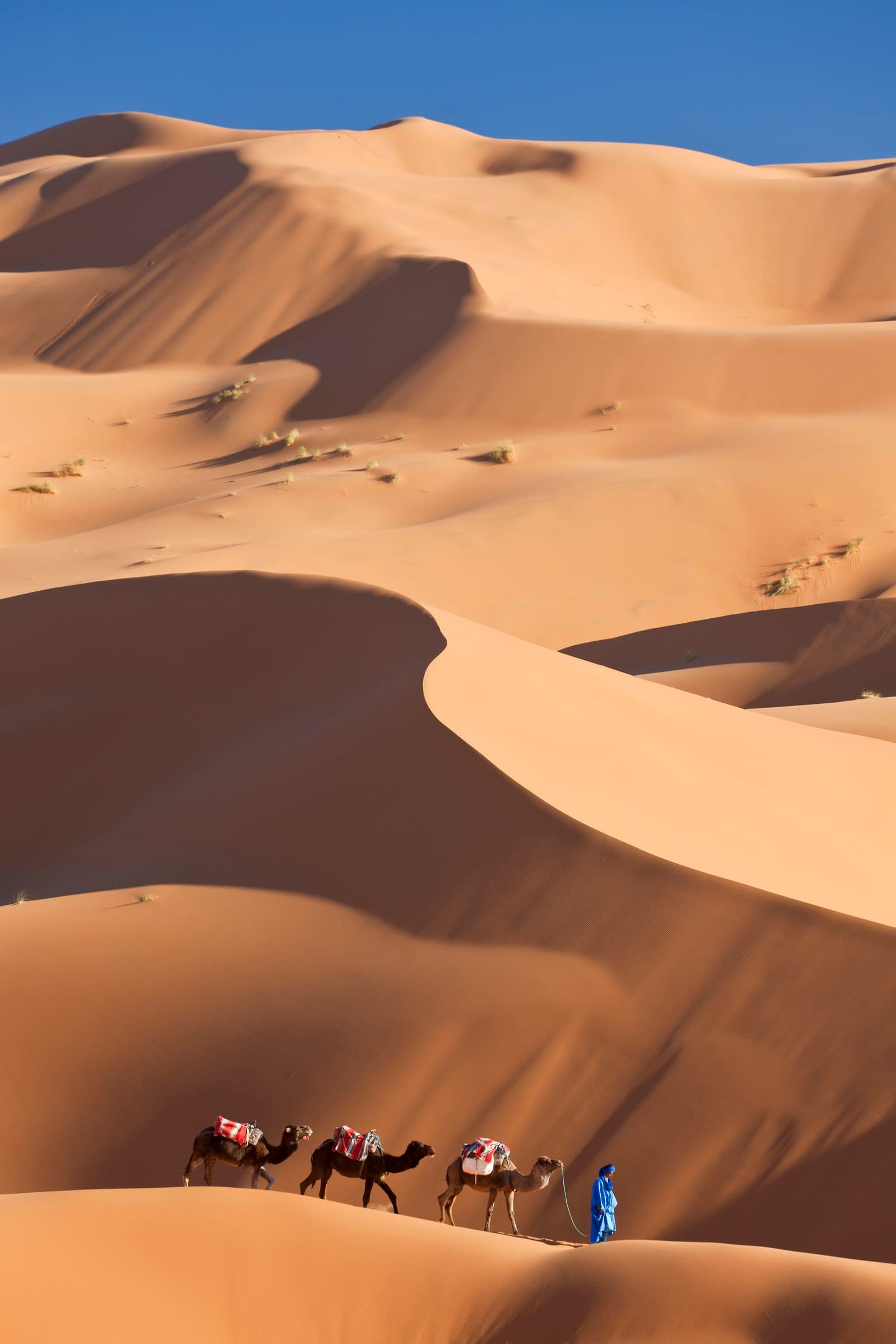 Desert Safari