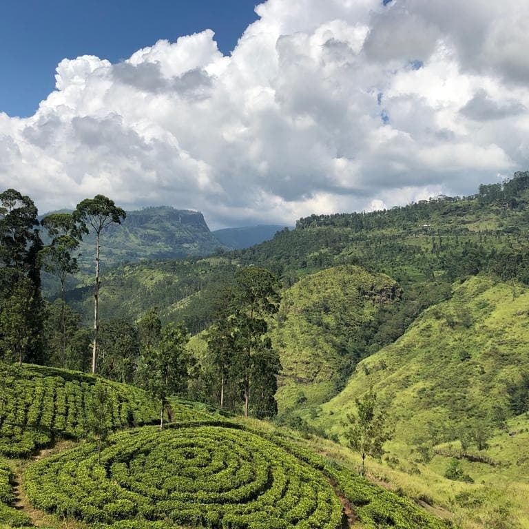 Tea plantation in Sri Lanka's central hill country with mountains in the background