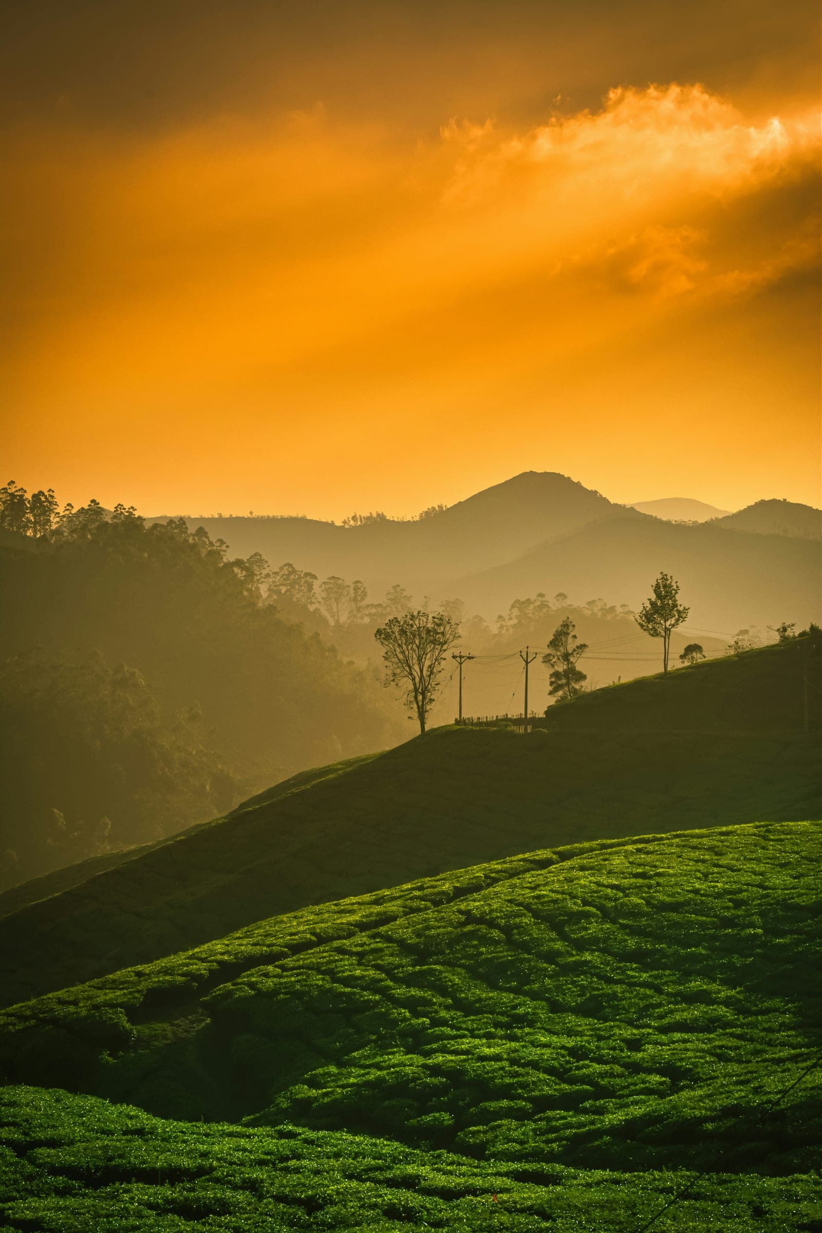 Munnar Tour Package