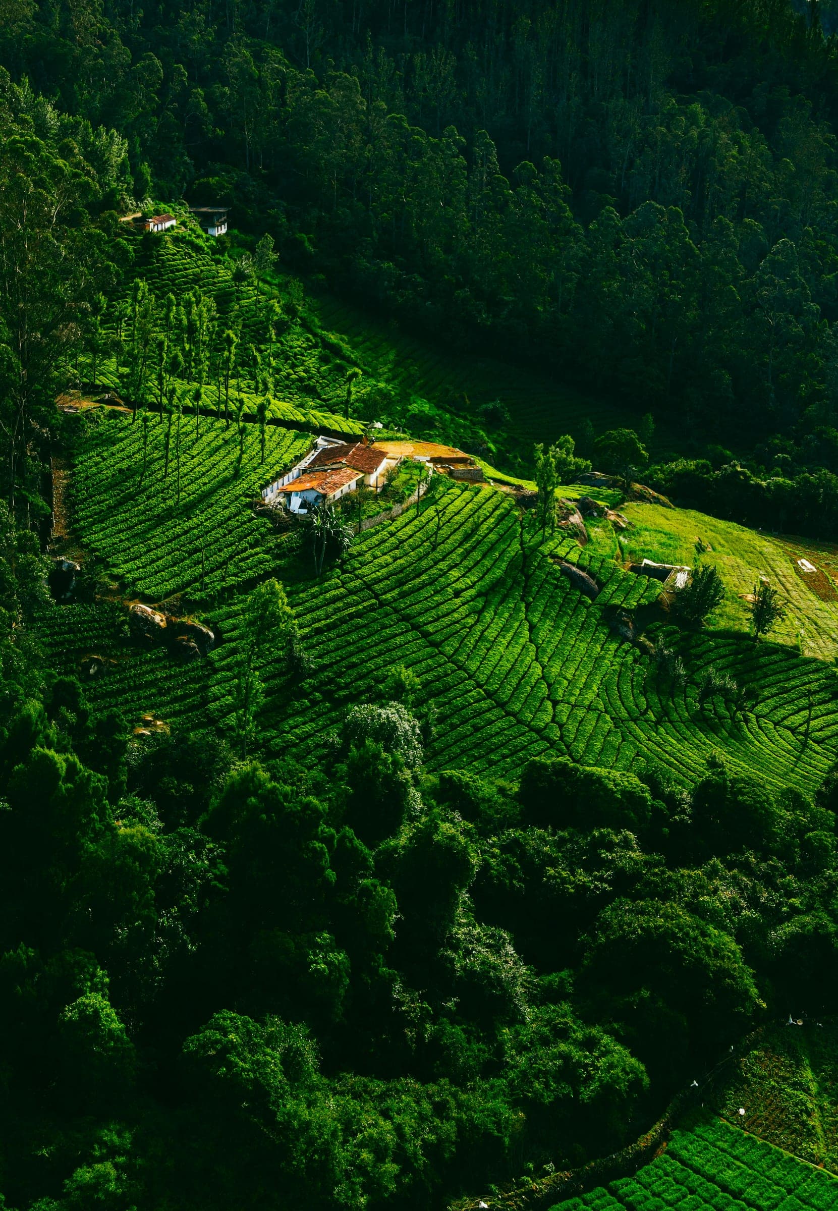 Ooty Tour Package